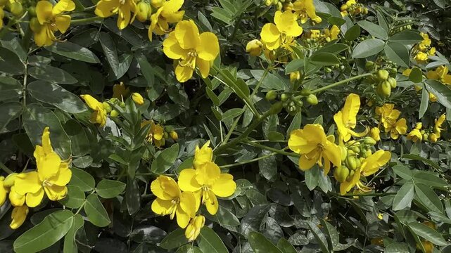 Flowering Senna (Senna corymbosa), an ornamental plant also known as Argentine senna or buttercup bush, sways in the wind with its yellow blossoms.