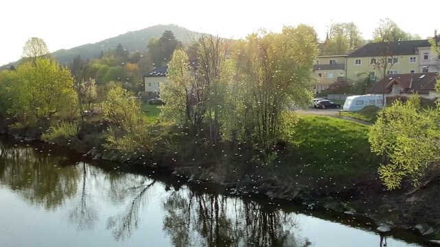 A swarm of midges flying over a river in the countryside.