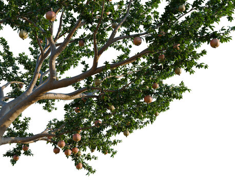 Punica granatum tree, corner view, cutout, isolate, transparent background, Ripe Pomegranate Fruit on Branch, close up view, vibrant color, delicious and healthy food