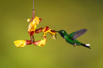 Fototapeta premium Male purple-bibbed whitetip feeds from Mysore trumpetvine