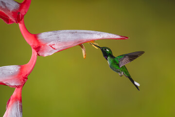 Fototapeta premium Male purple-bibbed whitetip hovers drinking from heliconia