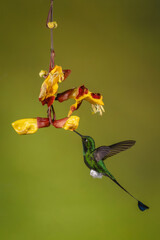 Fototapeta premium Male white-booted racket-tail drinks from Mysore trumpetvine