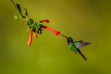 Fototapeta premium Male purple-bibbed whitetip flies towards Cape fuchsia
