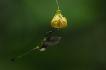 Fototapeta premium Male white-booted racket-tail drinks from yellow flower
