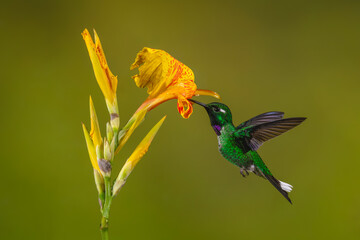 Fototapeta premium Male purple-bibbed whitetip drinks from canna lily