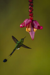 Fototapeta premium Male white-booted racket-tail flies towards banana flower