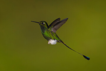 Fototapeta premium Male white-booted racket-tail flies against green background