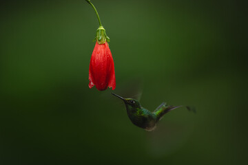 Fototapeta premium Male white-booted racket-tail flies under red flower
