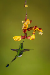 Fototapeta premium Male white-booted racket-tail hovers under Mysore trumpetvine