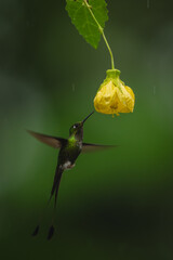 Fototapeta premium Male white-booted racket-tail hovers near yellow flower