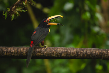 Naklejka premium Pale-mandibled aracari opens beak on horizontal branch
