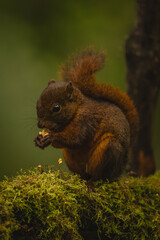 Fototapeta premium Red-tailed squirrel crouches feeding on mossy branch