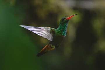 Fototapeta premium Rufous-tailed hummingbird hovers against green bokeh background