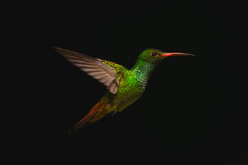 Fototapeta premium Rufous-tailed hummingbird flies in profile in sunlight