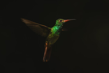 Fototapeta premium Rufous-tailed hummingbird hovers spreading wings in sunshine