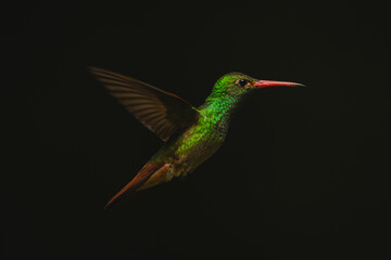 Fototapeta premium Rufous-tailed hummingbird hovers in profile in sun