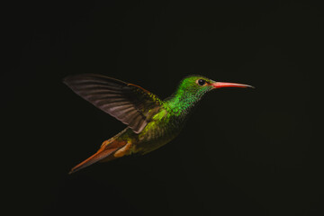 Fototapeta premium Rufous-tailed hummingbird hovers in profile in sunshine