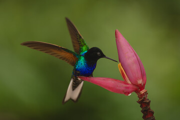 Fototapeta premium Velvet-purple coronet flaps wings on banana flower