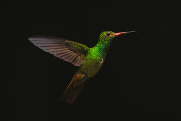 Fototapeta premium Rufous-tailed hummingbird hovers stretching wings in sunshine
