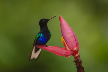 Obraz premium Velvet-purple coronet lifts beak on banana flower