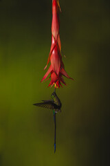 Obraz premium Violet-tailed sylph hovers drinking under red flower