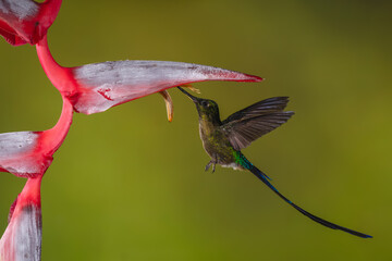 Obraz premium Violet-tailed sylph hovers drinking from heliconia flower