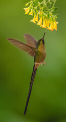 Obraz premium Violet-tailed sylph hovers drinking from yellow flowers