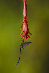 Obraz premium Violet-tailed sylph hovers under red flower drinking
