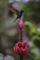 Obraz premium Velvet-purple coronet lifts wings on banana flower