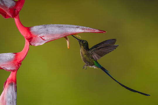 Violet-tailed sylph hovers drinking from heliconia flower