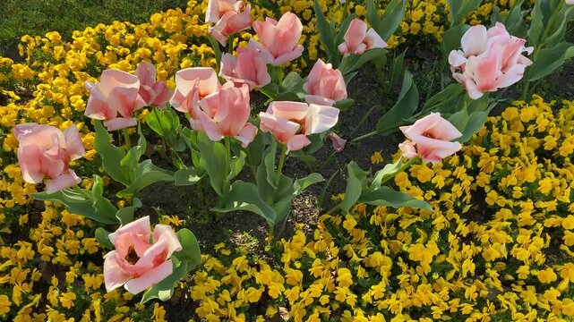 Beautiful pink tulips in full bloom in a spring garden bed