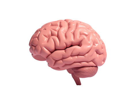 Detailed 3d model of a pink brain with cerebellum and gyri