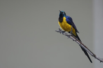 Obraz premium Golden-breasted or Royal Starling, Lamprotornis regius, perched