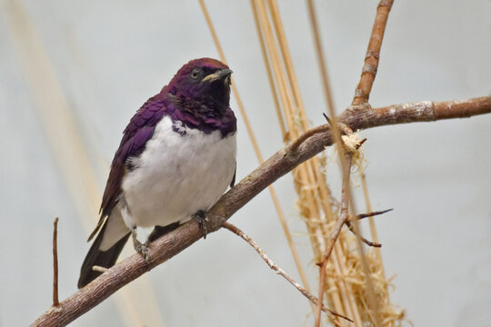 Violet-backed Starling, Cinnyricinclus leucogaste, perched in a tree