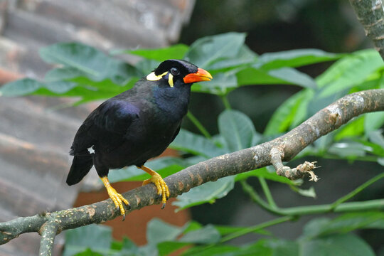 Common Hill Myna, Gracula religiosa, perched on a branch