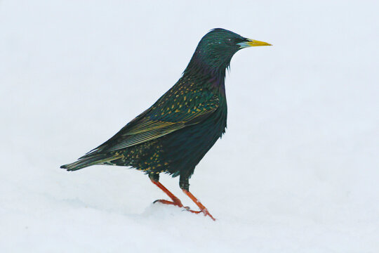 European Starling, Sturnus vulgaris, in the snow