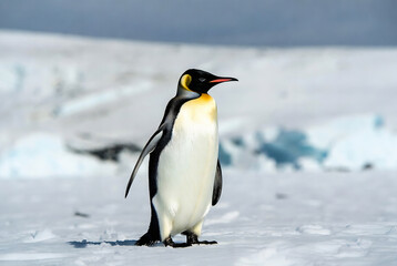 Obraz premium A male emperor penguin stands on a snowy Antarctic landscape. He is observing his surroundings, likely searching for food or mates.