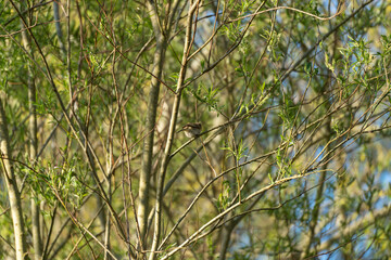 Fototapeta premium Small bird perches quietly on thin tree branches. Green leaves sway gently in soft spring breeze. Background shows blurred branches and blue sky. Bird appears calm and alert in natural habitat