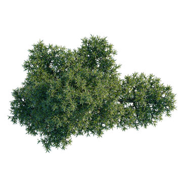 Podocarpus macrophyllus tree plan, top view, cutout, transparent background, isolate, Detailed Green Pine Tree Branch with Needles, Nature Close-Up, Forest Elements, High Resolution