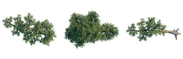 Fototapeta premium Podocarpus macrophyllus tree plan, top view, cutout, transparent background, isolate, Detailed Pine Tree Branch with Lush Green Needles, Natural Forest Element for Design