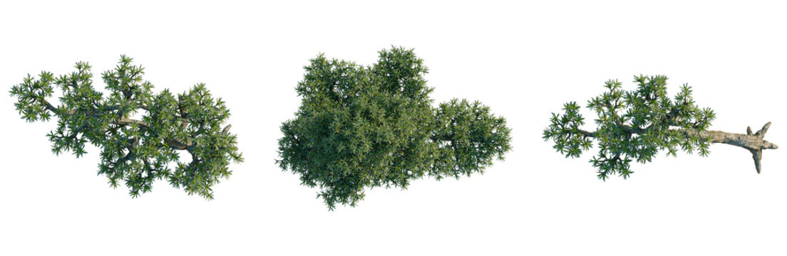 Podocarpus macrophyllus tree plan, top view, cutout, transparent background, isolate, Detailed Pine Tree Branch with Lush Green Needles, Natural Forest Element for Design