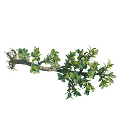 Obraz premium Serissa japonica tree plan, top view, cutout, transparent background, isolate, Close-up of a vibrant green ivy plant branch with lush leaves, detailed nature macro photography