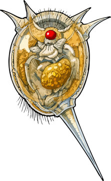 Keratella cochlearis illustration