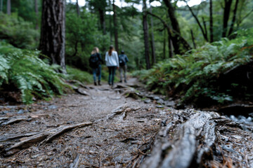 Obraz premium Three hikers walk together along a lush forest trail, highlighting camaraderie, connection with nature, and the importance of sharing experiences in beautiful surroundings.