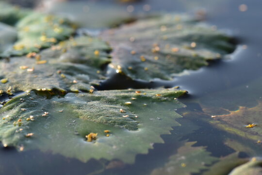 Water Chestnut (Trapa natans) in a pond, detail of water chestnut leaves floating on the water