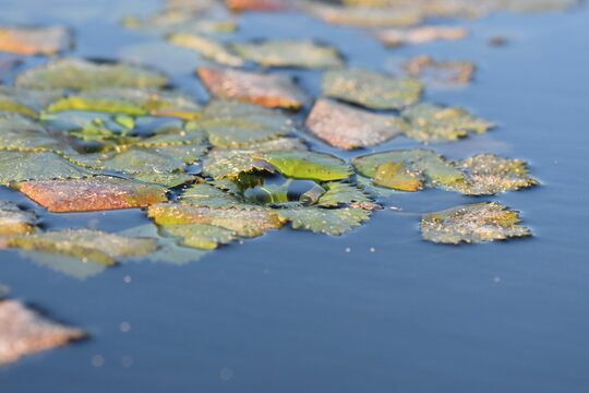 Water Chestnut (Trapa natans) in a pond, detail of water chestnut leaves floating on the water