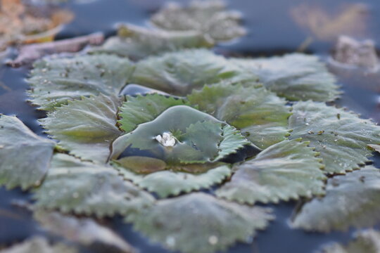 Water Chestnut (Trapa natans) in a pond, detail of water chestnut leaves floating on the water