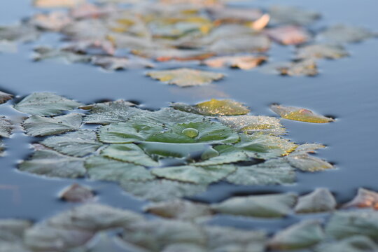 Water Chestnut (Trapa natans) in a pond, detail of water chestnut leaves floating on the water