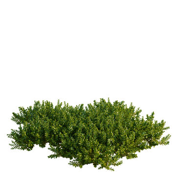 Bryophyte tree, elevation, front view, cutout, transparent background, isolate, Detailed close-up view of lush green foliage, perfect for nature and botanical themed designs