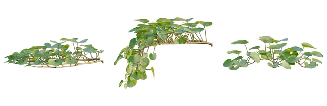 Dichondra repens tree, elevation, front view, cutout, transparent background, isolate, Abstract Minimalist Green Plant in Geometric Frame, Modern Botanical Design, Creative Interior Decor